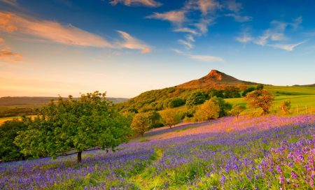 Roseberry Topping and the bluebells